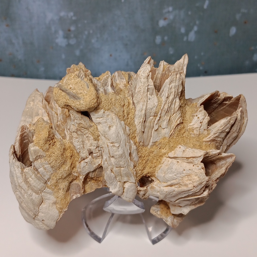 FINAL PRICE! Fossilized Barnacle Cluster - Picture 2 of 5